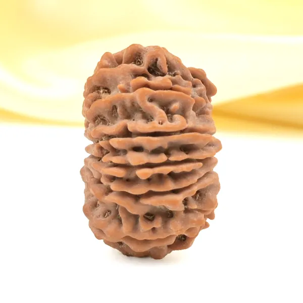 12_Mukhi_From_Nepal_Small_Cdxxxi