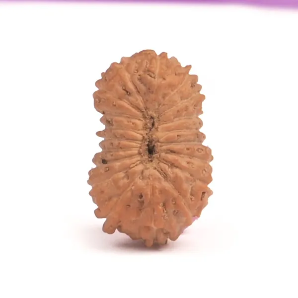 19_Mukhi_From_Java_Indonesia_Small_Cxxiv