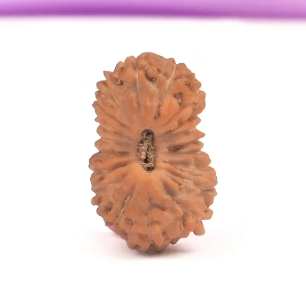 19_Mukhi_From_Java_Indonesia_Small_Cxxiv