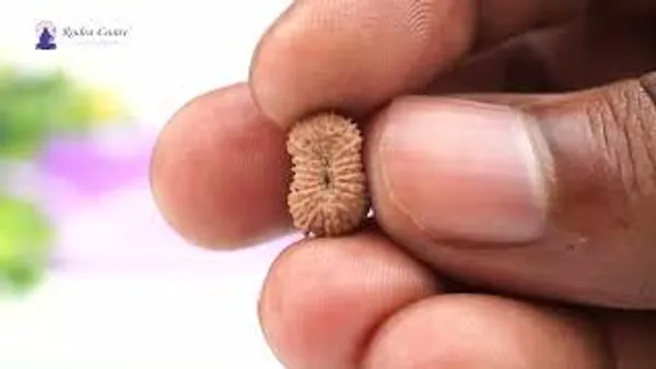 19_Mukhi_From_Java_Indonesia_Small_Cxxiv