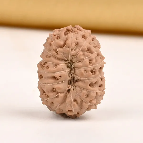 15_Mukhi_From_Java_Indonesia_Small_Cclx