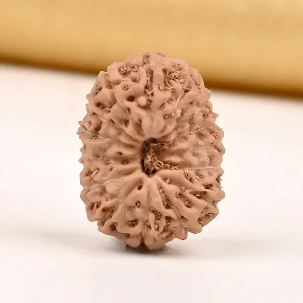 15_Mukhi_From_Java_Indonesia_Small_Cclx