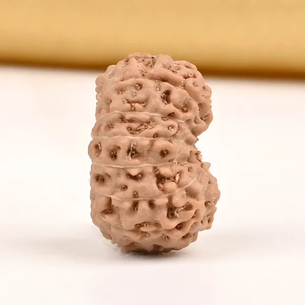 15_Mukhi_From_Java_Indonesia_Small_Cclx