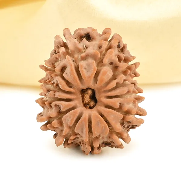 Techpandit_13_Mukhi_Rudraksha_Bead_Nepal_Origin