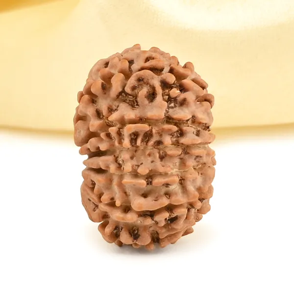 Techpandit_13_Mukhi_Rudraksha_Bead_Nepal_Origin