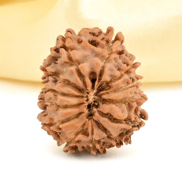 Techpandit_13_Mukhi_Rudraksha_Bead_Nepal_Origin