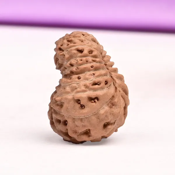 19_Mukhi_From_Java_Indonesia_Lxxxv