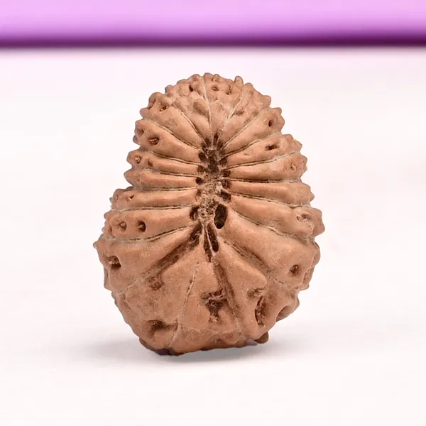 19_Mukhi_From_Java_Indonesia_Lxxxv