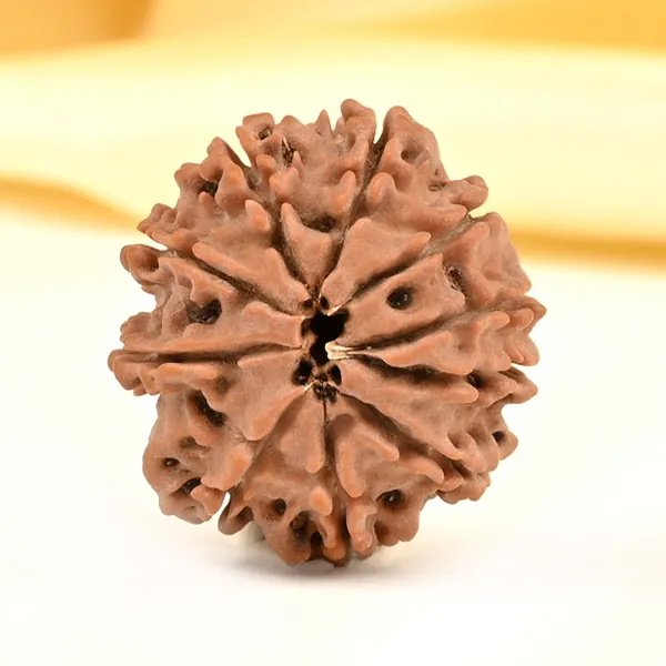 Techpandit_10_Mukhi_Nepal_Rudraksha_Bead