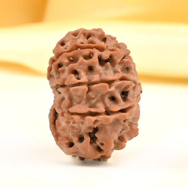 Techpandit_10_Mukhi_Nepal_Rudraksha_Bead