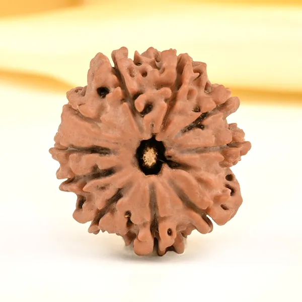 Techpandit_10_Mukhi_Nepal_Rudraksha_Bead