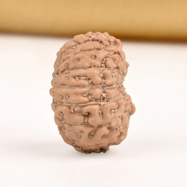 15_Mukhi_From_Java_Indonesia_Small_Cclii