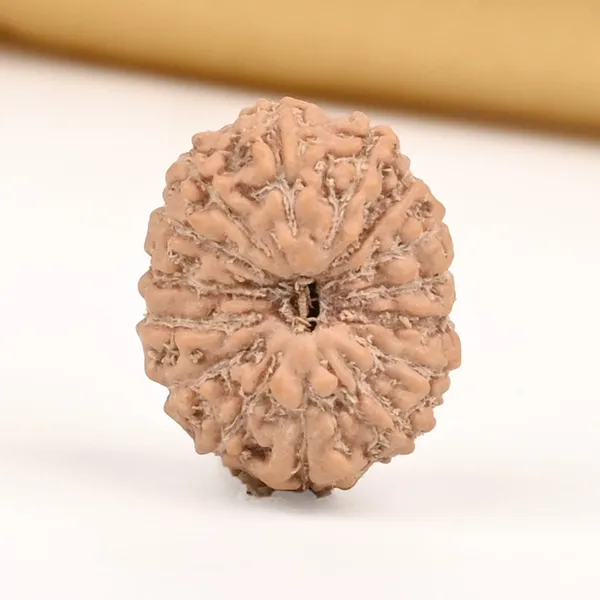 15_Mukhi_From_Java_Indonesia_Small_Cclii