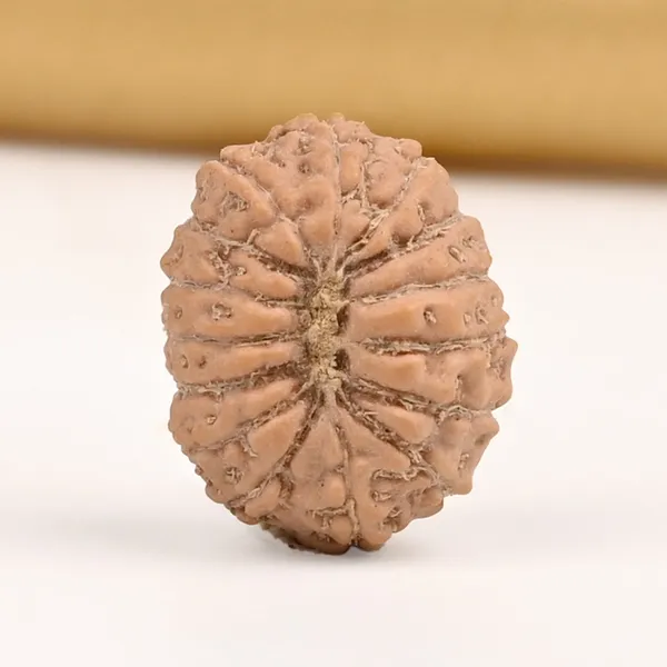 15_Mukhi_From_Java_Indonesia_Small_Cclii