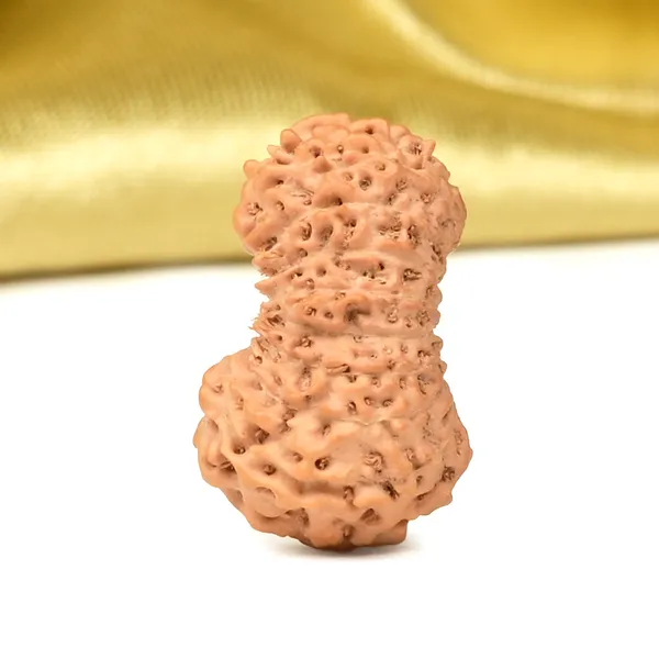 Techpandit_19_Mukhi_Rudraksha_Bead_Indonesia