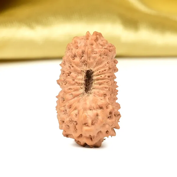 Techpandit_19_Mukhi_Rudraksha_Bead_Indonesia