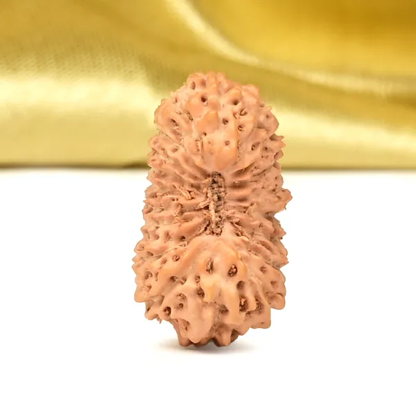 Techpandit_19_Mukhi_Rudraksha_Bead_Indonesia