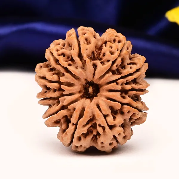 11_Mukhi_From_Nepal_Large_Ci