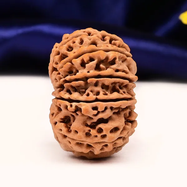 11_Mukhi_From_Nepal_Large_Ci