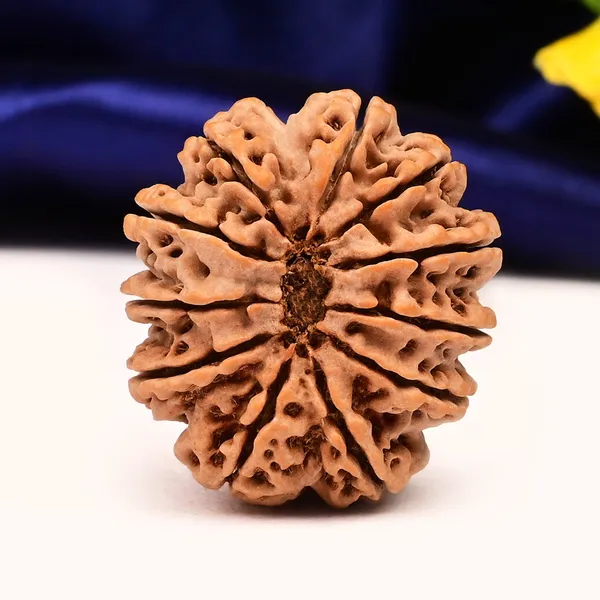 11_Mukhi_From_Nepal_Large_Ci