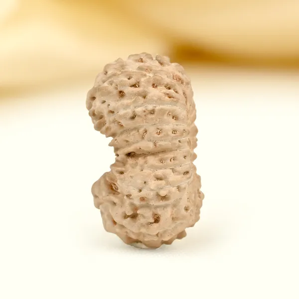Techpandit_19_Mukhi_Rudraksha_Bead_Indonesia