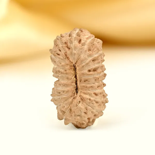 Techpandit_19_Mukhi_Rudraksha_Bead_Indonesia