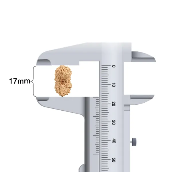 Techpandit_19_Mukhi_Rudraksha_Bead_Indonesia