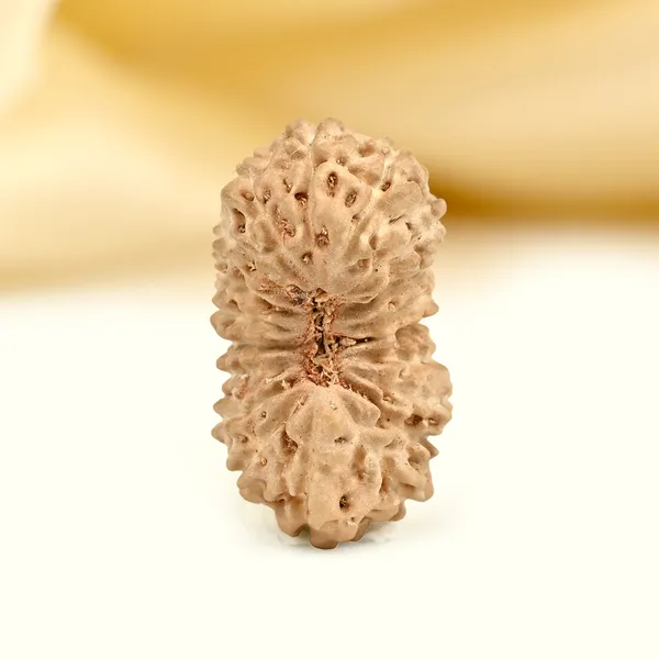 Techpandit_19_Mukhi_Rudraksha_Bead_Indonesia