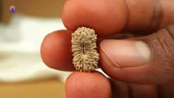 Techpandit_19_Mukhi_Rudraksha_Bead_Indonesia