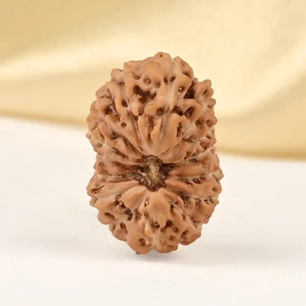 15_Mukhi_From_Java_Indonesia_Small_Cclxxvii