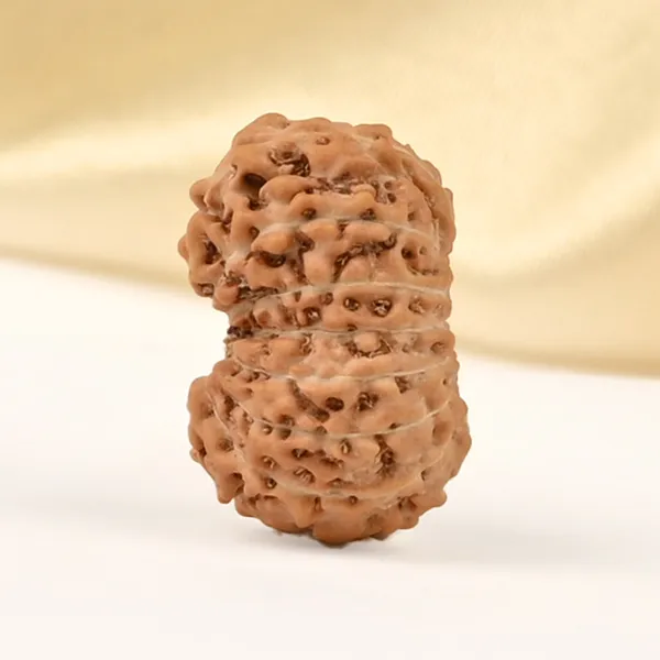 15_Mukhi_From_Java_Indonesia_Small_Cclxxvii