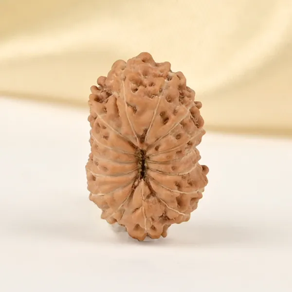 15_Mukhi_From_Java_Indonesia_Small_Cclxxvii
