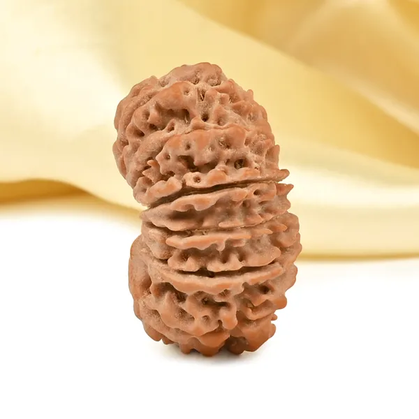 14_Mukhi_From_Nepal_Ccliv