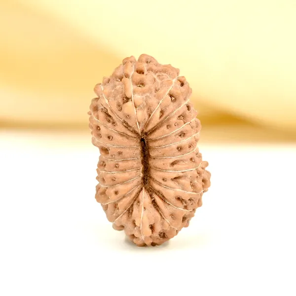 19_Mukhi_From_Java_Indonesia_Cxxiv