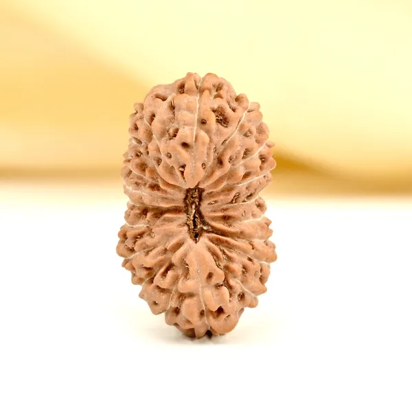 19_Mukhi_From_Java_Indonesia_Cxxiv