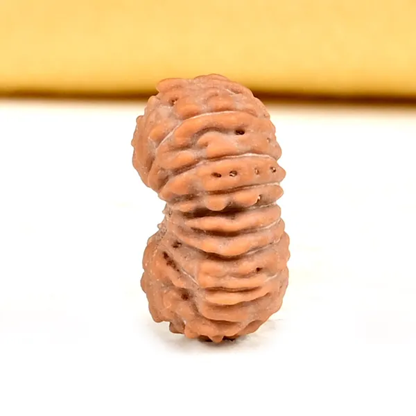18_Mukhi_From_Java_Indonesia_Small_Ccxxi