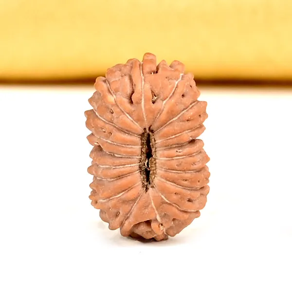 18_Mukhi_From_Java_Indonesia_Small_Ccxxi