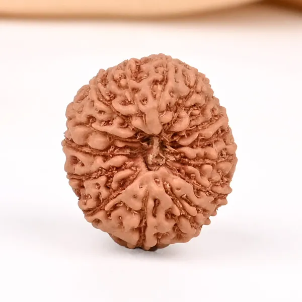 15_Mukhi_From_Java_Indonesia_Small_Ccxxxii