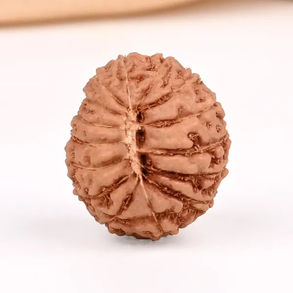 15_Mukhi_From_Java_Indonesia_Small_Ccxxxii