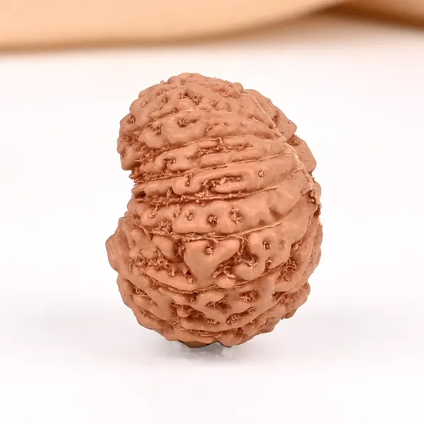15_Mukhi_From_Java_Indonesia_Small_Ccxxxii
