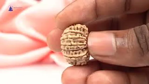 16_Mukhi_Rudraksha_Bead_Nepal_Tiny