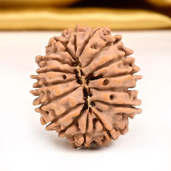 16_Mukhi_Rudraksha_Bead_Nepal_Tiny