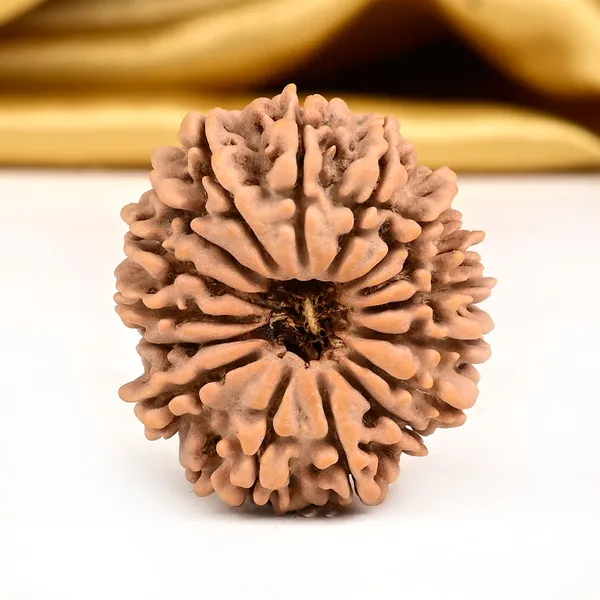 16_Mukhi_Rudraksha_Bead_Nepal_Tiny