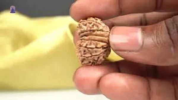 15_Mukhi_From_Nepal_Small_Clii