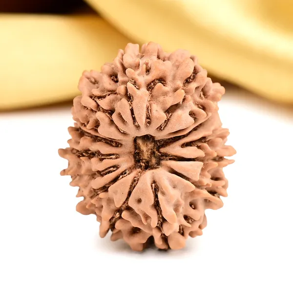 15_Mukhi_From_Nepal_Small_Clii
