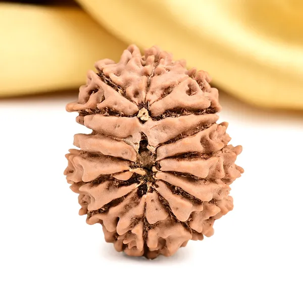 15_Mukhi_From_Nepal_Small_Clii