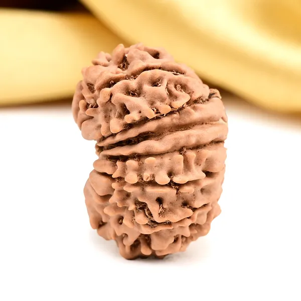 15_Mukhi_From_Nepal_Small_Clii