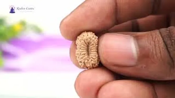 19_Mukhi_From_Java_Indonesia_Lxxvi