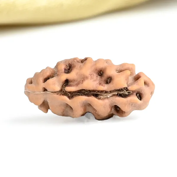Techpandit_1_Mukhi_Rudraksha_Bead_Java_Indonesia_Large