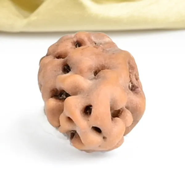 Techpandit_1_Mukhi_Rudraksha_Bead_Java_Indonesia_Large